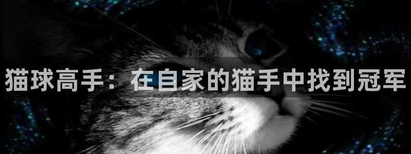  678体育直播官网入口：猫球高手：在自家的猫手中找到冠军